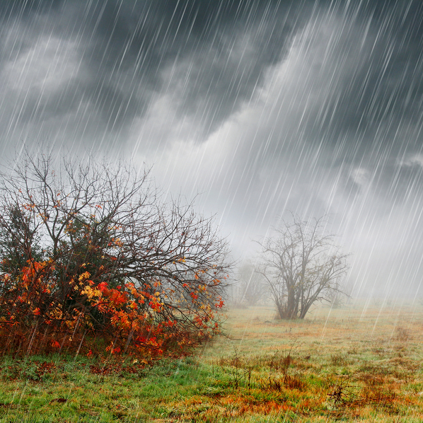 regen5.jpg