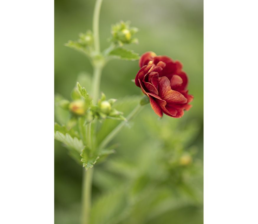 5 tips macrofotografie Eefke Burg