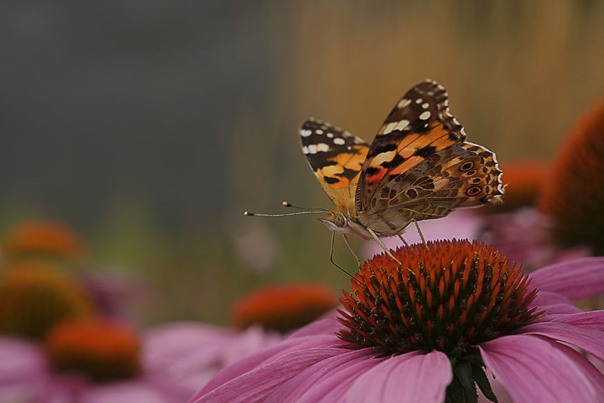 Herfstfoto's Monique Mulder