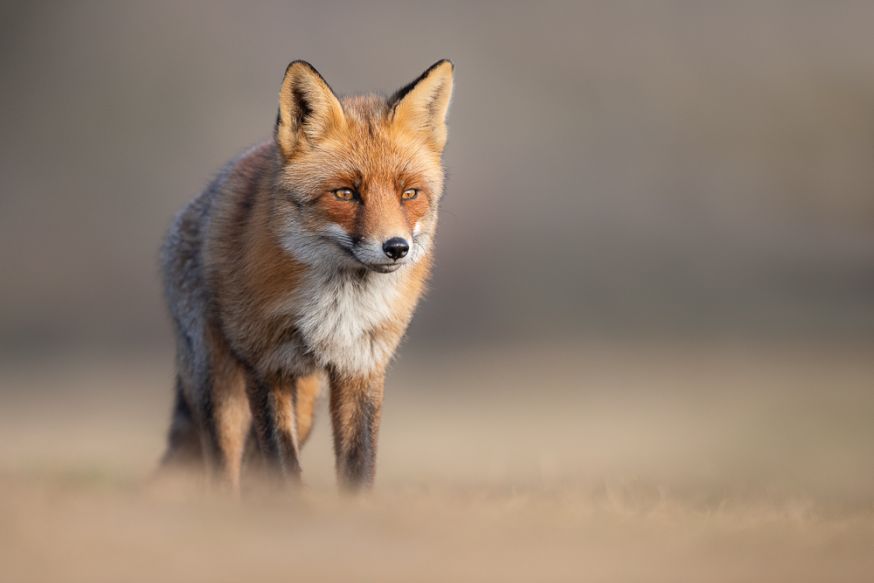 Interview wildlifefotograaf Dick van Duijn - preview