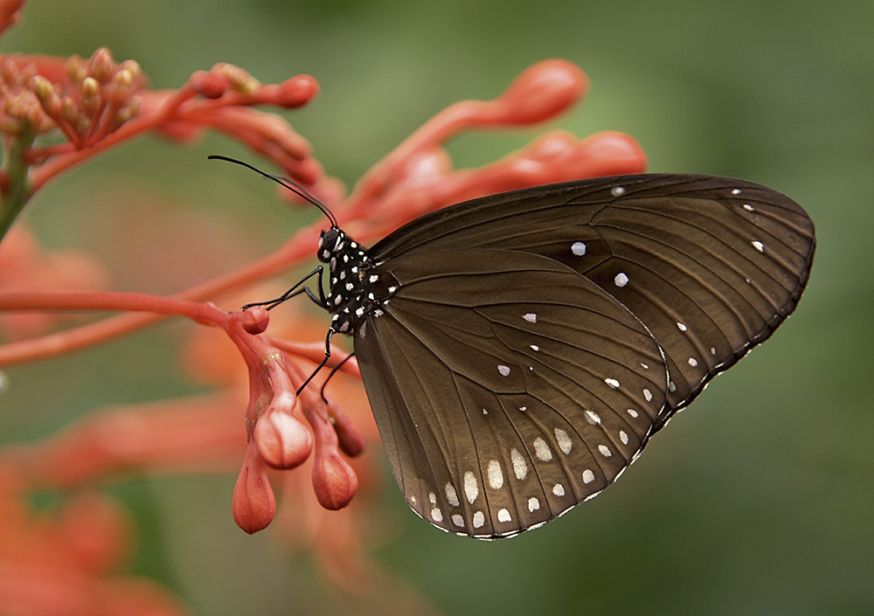 natuurfotografie, natuur, fotografie, dieren, dichtbij, komen