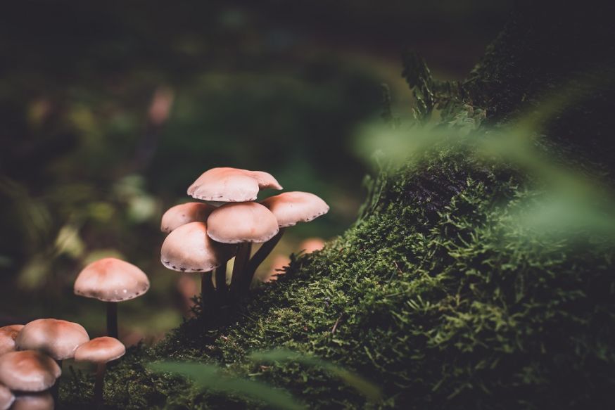 fotograferen in het bos, fotografietips, tips, bos, in het bos fotograferen