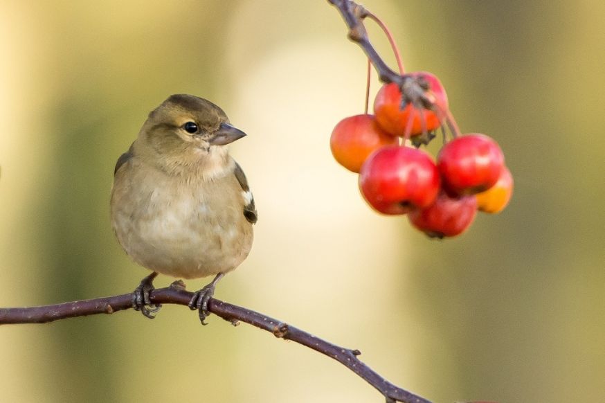 vogelfotografie, fotografie, vogels fotograferen, vogels, tips, instellingen, tips voor vogelfotografie