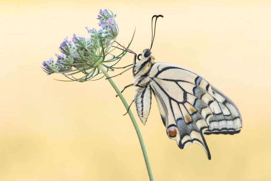 ruurd visser macro vlinder maandopdracht wildlife