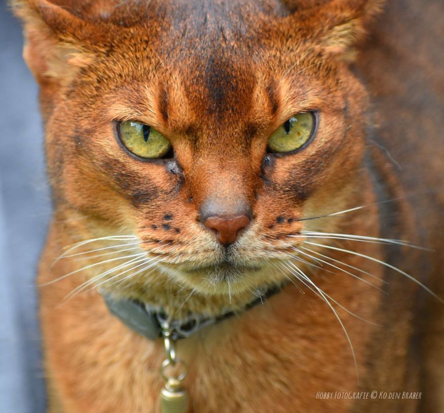 kattendag fotogallery