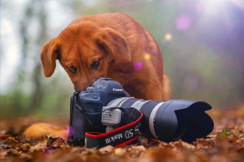 fotofair 2021, Fotofair, workshop honden portretfotografie, honden portretfotografie, portretfotografie, honden, workshop, leren, fotografie