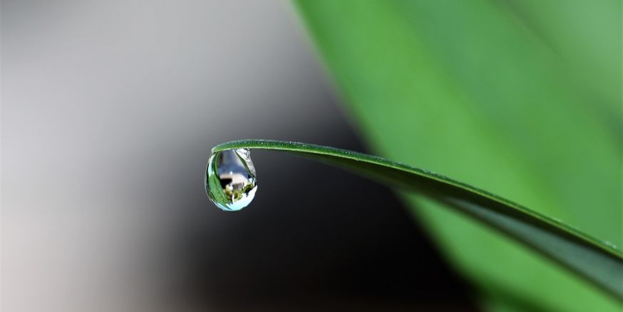 macrofotografie, macro, fotografie, tips, ideeën voor macrofotografie, fotograferen, macrolens