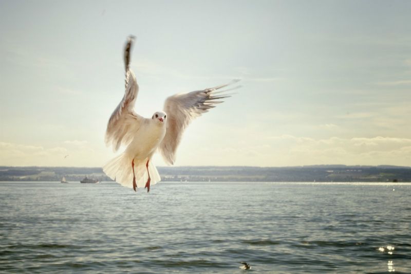 Tips Vogelfotografie