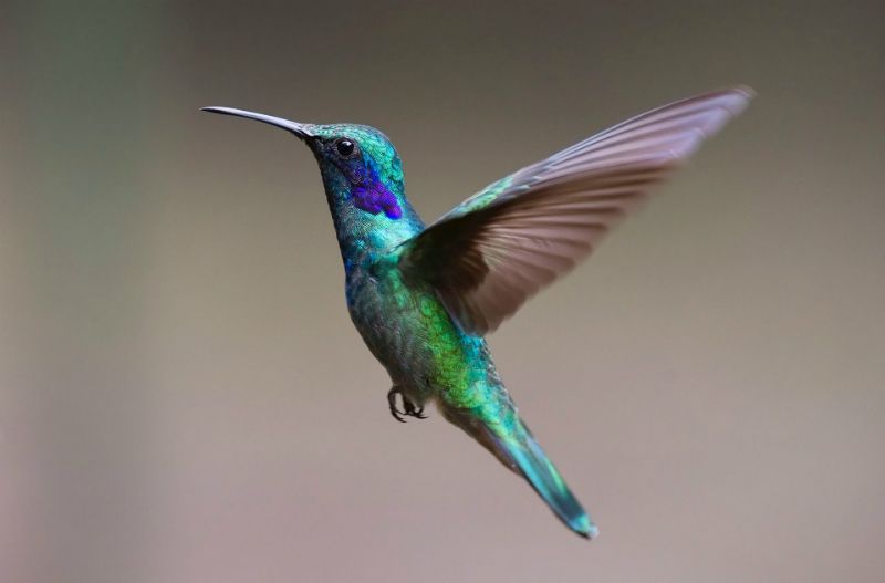 Tips Vogelfotografie Tips Vogelfotografie