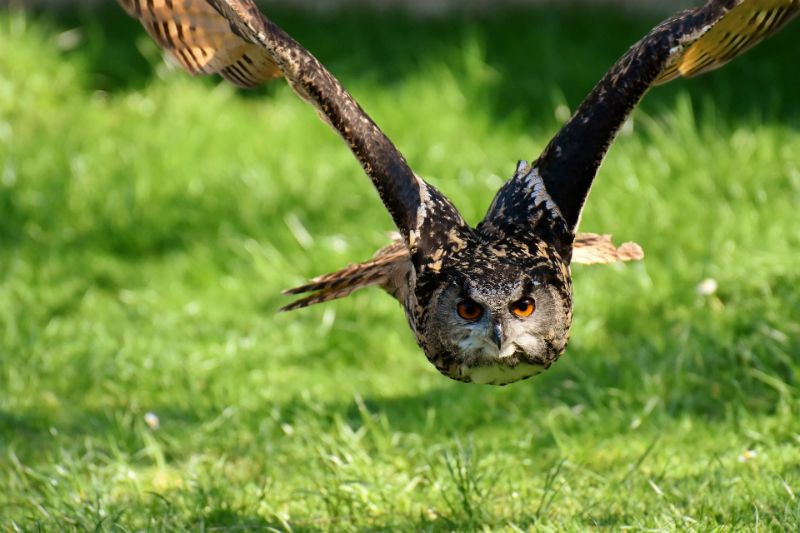 Tips Vogelfotografie