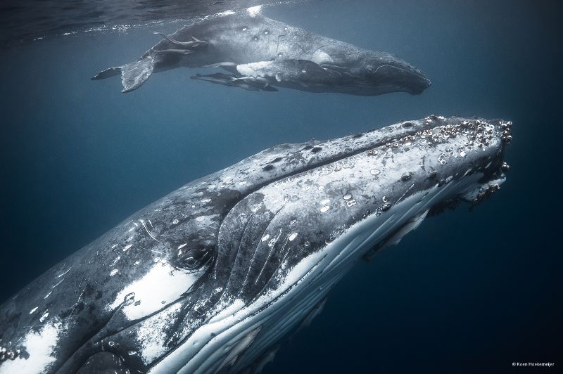 WWF-Frans Lanting Photo Award