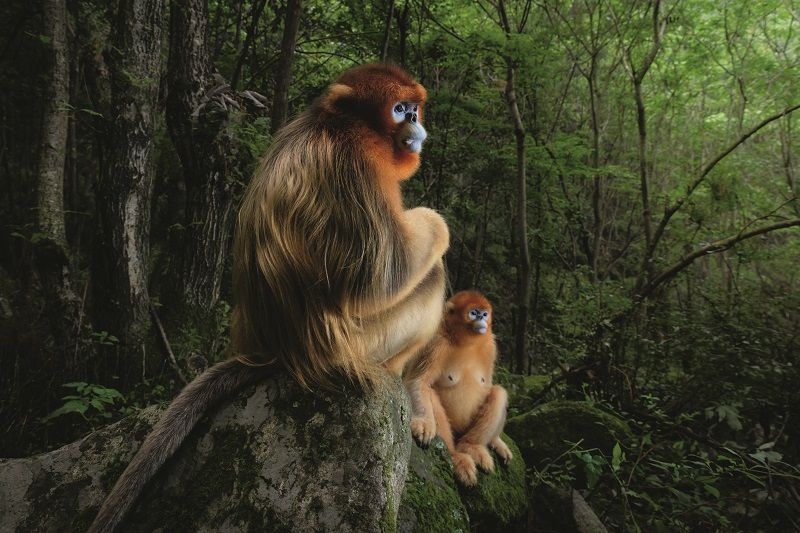  Starter, lezersfoto, DIGIFOTO Starter 4.2018, uitgelicht, gallery, wildlife, wildlife fotograferen, wildlife photographer of the year award 2018