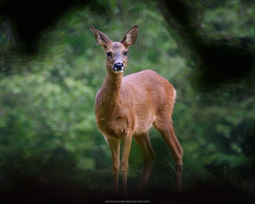 arnoud van de weerd, wildlife winnaar maandopdracht