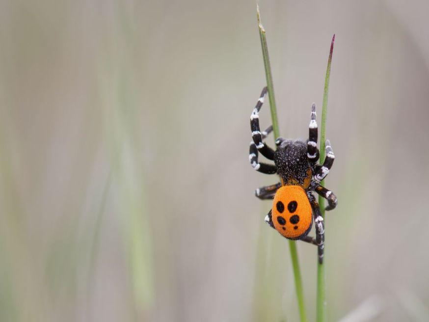 knoeri fast fotofair winnaar maandopdracht wildlife