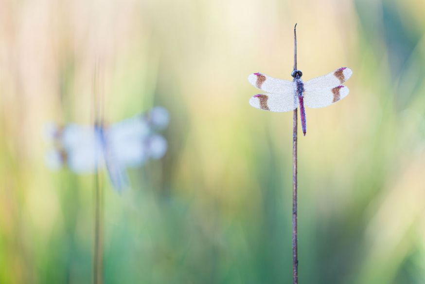 Interview, macrofotgrafie, DIGIFOTO Starter 1.2019, Macro, fotografie, Judith Borremans