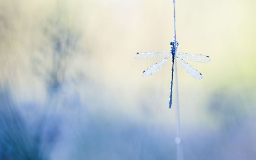 Interview, macrofotgrafie, DIGIFOTO Starter 1.2019, Macro, fotografie, Judith Borremans