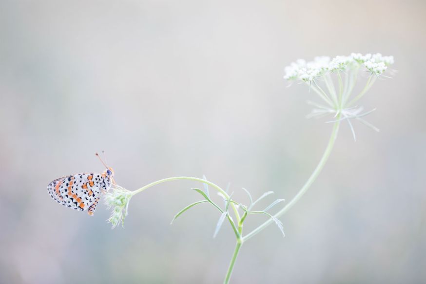 Interview, macrofotgrafie, DIGIFOTO Starter 1.2019, Macro, fotografie, Judith Borremans