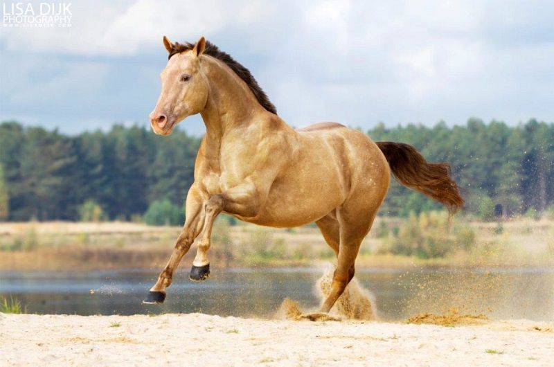 PAARDEN FOTOGRAFIE FOTOFAIR 2020