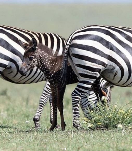 zebra