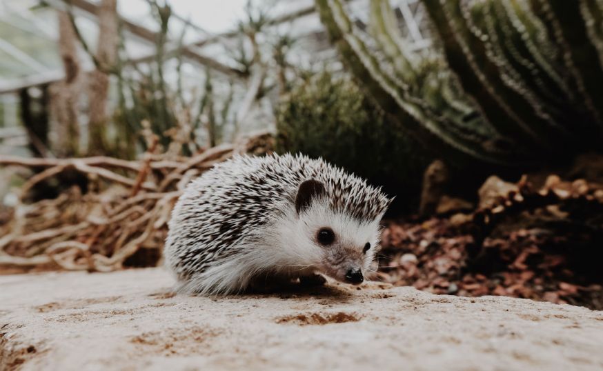 Starter, lezersfoto, DIGIFOTO Starter 3.2019, uitgelicht, gallery, huisdier, kleine huisdieren, kleine huisdieren fotograferen