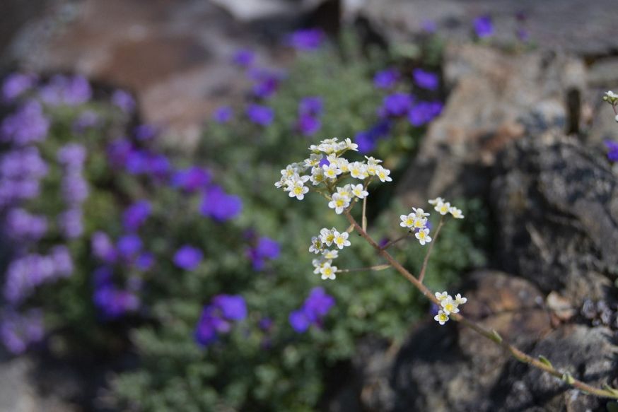 lensbaby velvet 85mm f/1.8