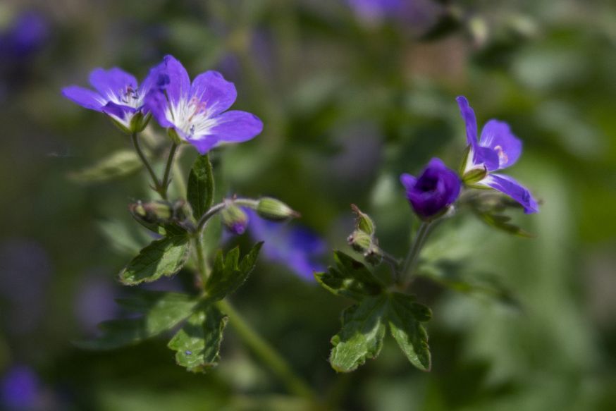 lensbaby velvet 85mm f/1.8