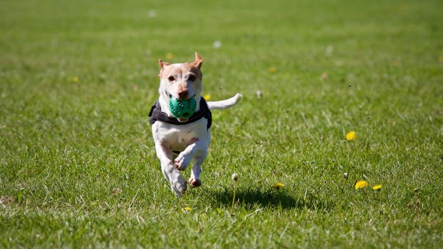 hondenfotografie, honden, fotograferen van honden, tips 