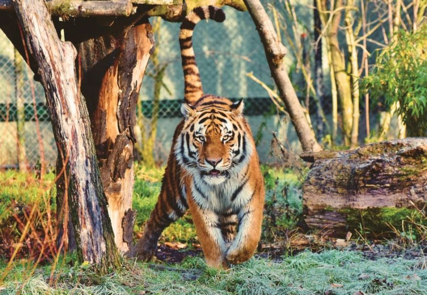 wildlife fotograferen in de dierentuin