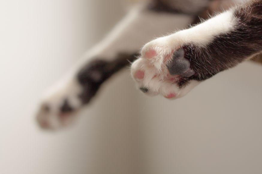 details van kattenpoten, 10 tips voor huisdieren fotografie