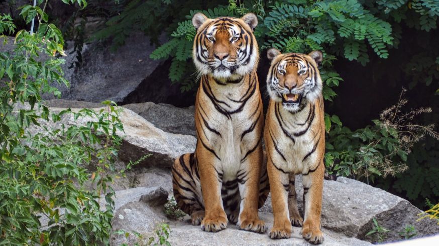 wildlife fotograferen in de dierentuin