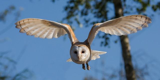 vogel, vogels, vogels in vlucht, contrast, beweging, wildlife