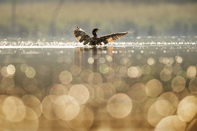 bokeh, scherptediepte, wazige achtergrond