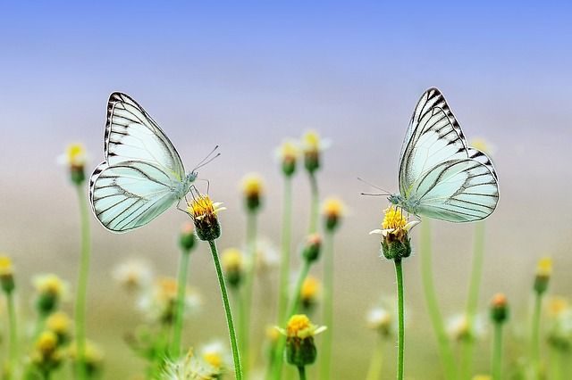 bokeh, scherptediepte, macrofotografie