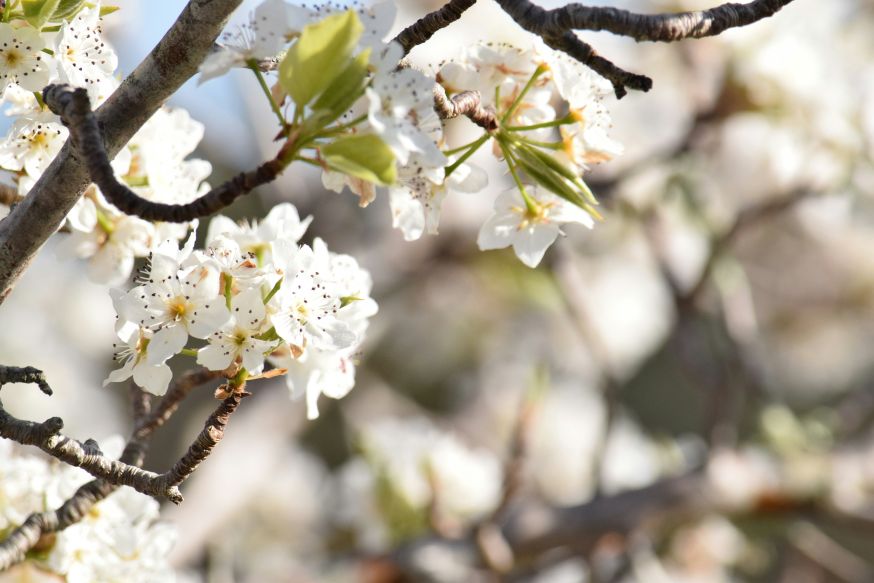 lente fotografie tips
