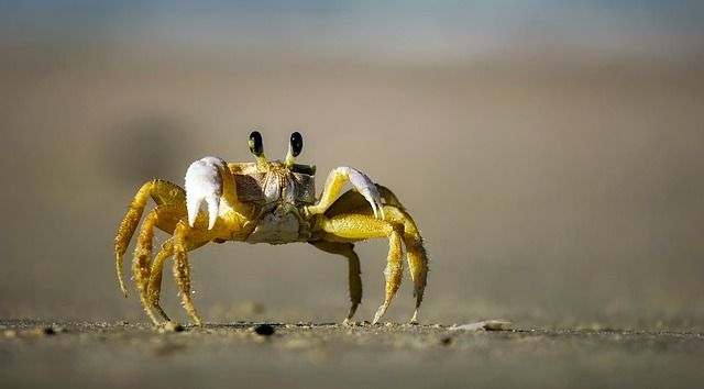 kust, strand, zand, zee