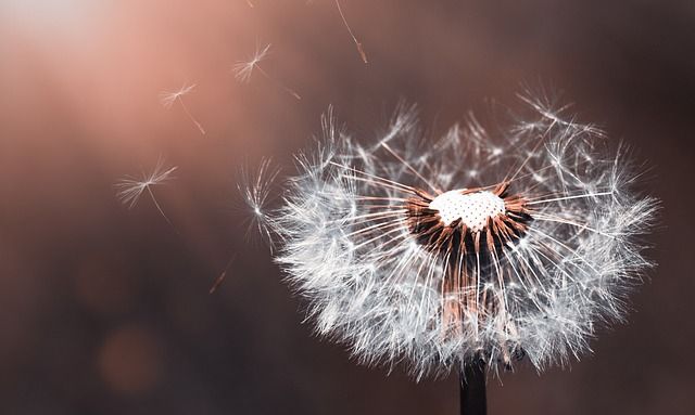 bokeh, scherptediepte, macrofotografie