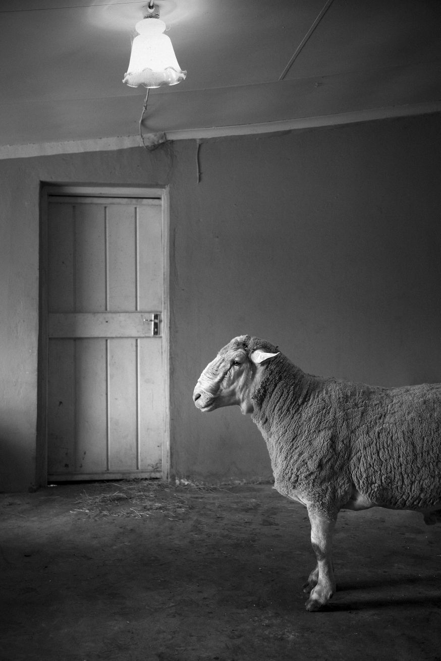 schapen in het alledaagse Justin Dingwall over fotoproject Incurious Justin Dingwall