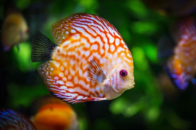 fotograferen in een aquarium