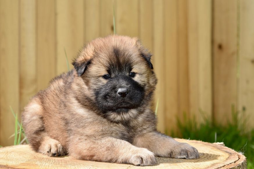 hondenfotografie, honden, fotograferen van honden, tips 