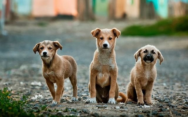 Puppies fotograferen, pups, dierenfotografie, hondenfotografie