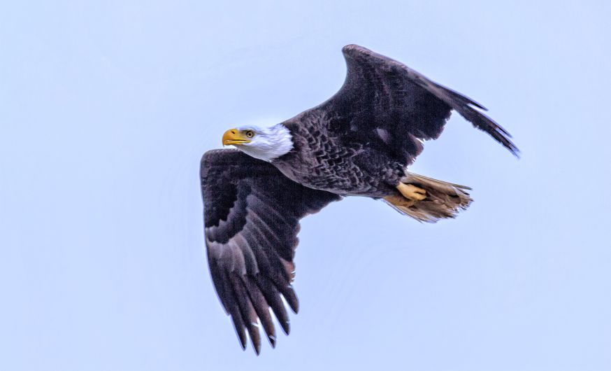 Safari, safarifotografie, wild dieren, wildlife fotograferen, wildlife 