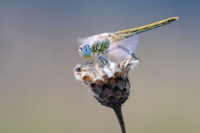 nazomer fotograferen