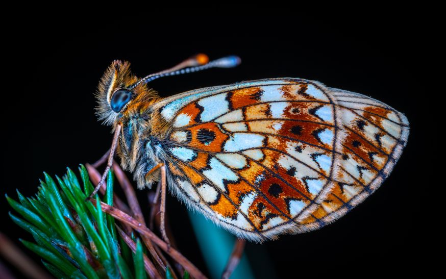 macro, macrofotografie