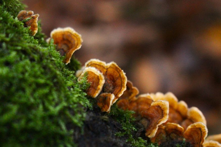 fotograferen in het Zwarte Woud