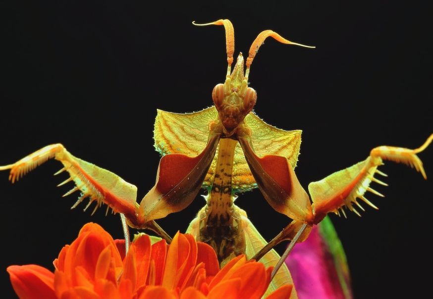 macrofotografie