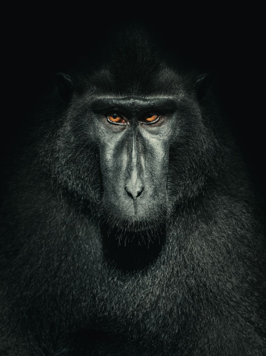 natuurfotograaf worden