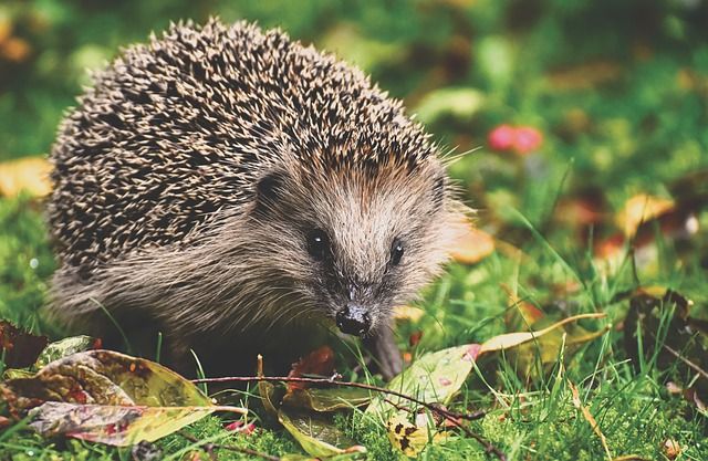 natuurfotografie, natuur fotograferen, wildlife