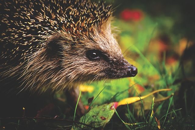 natuurfotografie, natuur, buiten