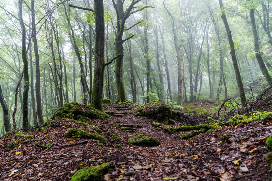 fotograferen in het Mullerthal