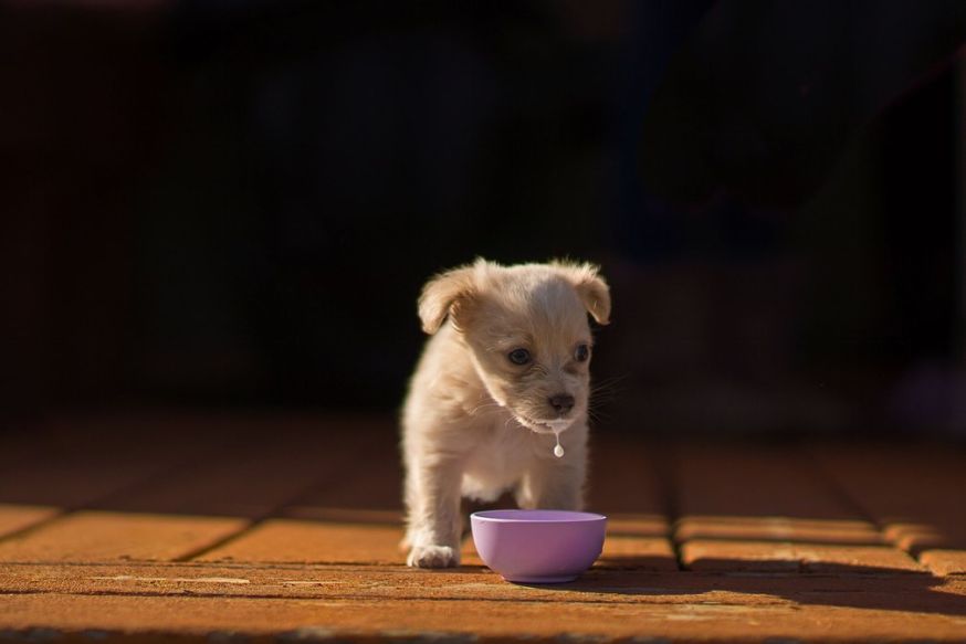 Dog photographer of the year Dog photographer of the year